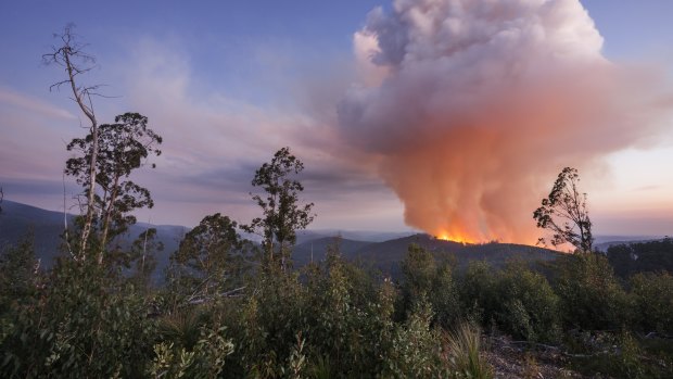A clearfell logging fire near Mount Baw Baw on April 21.