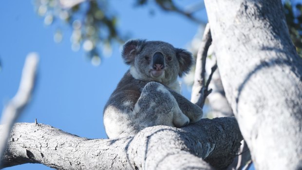 A koala in the Moree area of northern NSW. Land clearing is having a devastating impact on the koala numbers in the region.
