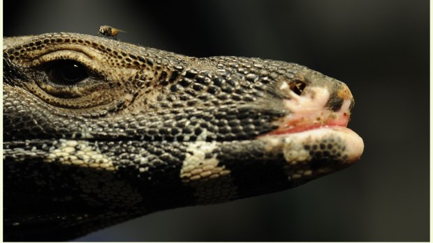 Scarred lips are a reminder to some of the injuries this Lace Monitor received during the Black Saturday bushfires . 