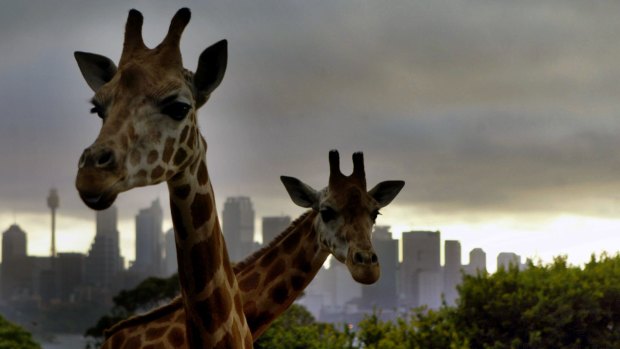"Not in central Sydney": Taronga Zoo wanted to stop its rival calling itself Sydney Zoo.