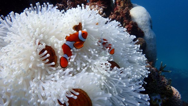 Global temperature rises this century must be kept below 1.5 degrees to ensure the Great Barrier Reef's survival, the government plan says.