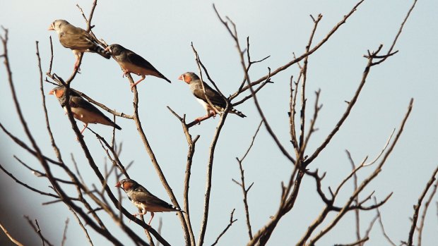 Zebra finches in the wild. Around 40 per cent of our bird can be found nowhere else in the world.