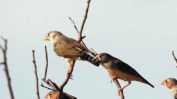 Zebra finches in the wild. Around 40 per cent of our bird can be found nowhere else in the world.