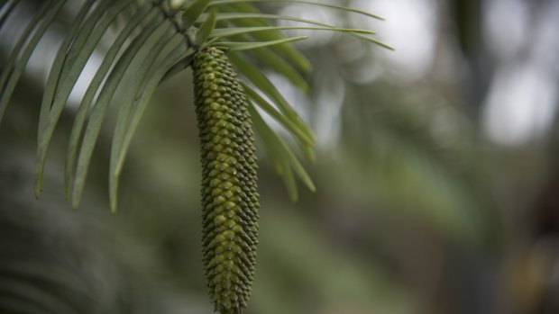 A male pine cone from a Wollemi tree planted in an undisclosed location