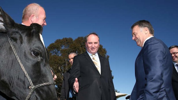 Agriculture Minister Barnaby Joyce and Shadow Agriculture Minister Joel Fitzgibbon inspect a dairy cow on Wednesday. Photo: Alex Ellinghausen