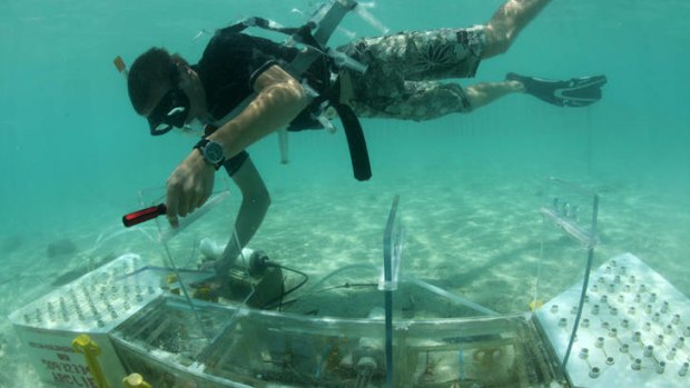 Members of the Ove Hoegh-Guldberg lab working with the first in-situ reef acidification system located on the reef flat of Heron Island in 2010.
