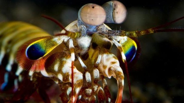 Mantis shrimp eyes have inspired Queensland cancer researchers.
