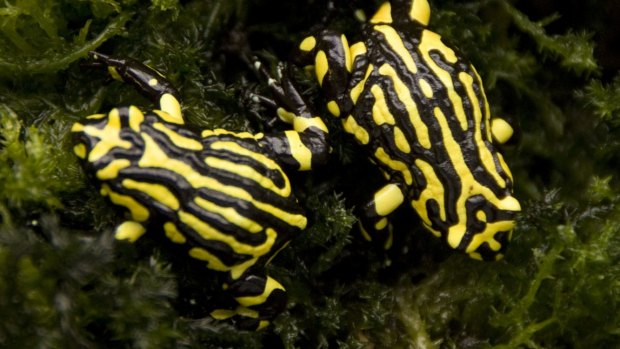 Southern corroboree frogs are critically endangered, prompting decades of conservation efforts to keep them from extinction.