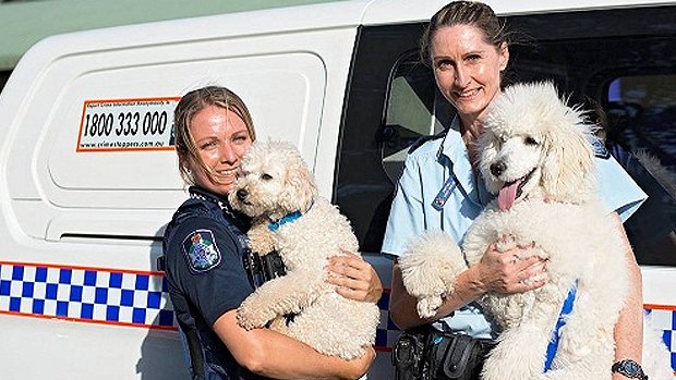 Big Brother stars ‘Ned’ and ‘Kelly’ thank Gold Coast police for donating cash, linen, towels, toys and food to Animal Welfare League of Queensland.
