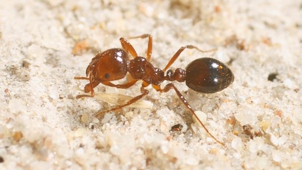 Red imported fire ants are one of the most invasive and damaging species of ant.