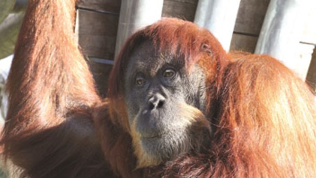 Puan, the 62-year-old grand dame of Perth Zoo, was put to sleep.
