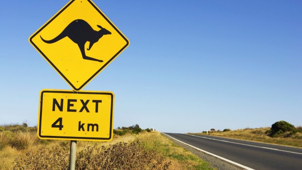 Kangaroos often jump out from scrub on the side of a road.