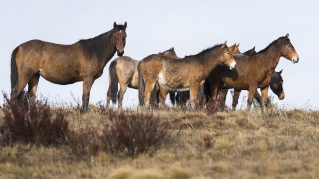 Wild brumbies in the Kiandra region of the Kosciusko National Park.