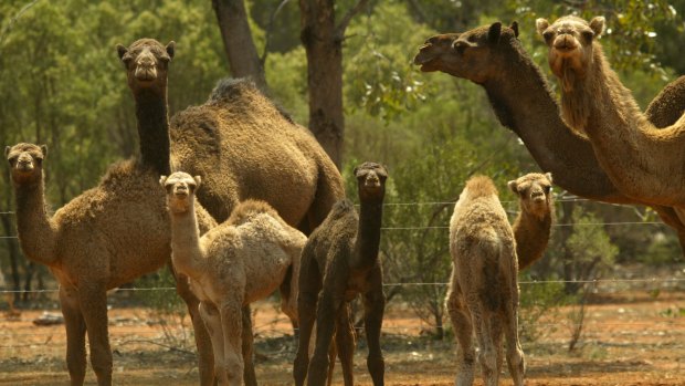 Australia's camel population could double in the decade to 2020, according to a 2010 report.