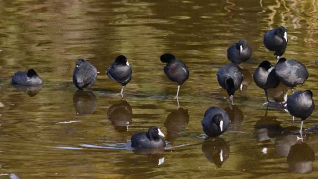 Eurasian coots gather in large numbers on open water.