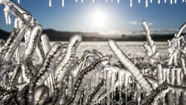 Frozen dairy farm fields created a stunning sight near Warwick in Queensland's Southern Downs on June 18. (File Image)