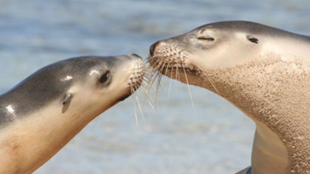 A mother Australian sea lion sniffs her pup after returning to her  colony from a foraging expedition.