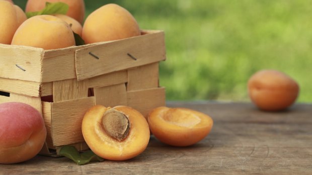 The best apricot is ripened till fully coloured, then eaten still warm from the sun. 