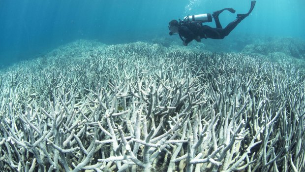 Coral bleaching at the Great Barrier Reef killed about half the corals over two hot summers in 2015-16 and 2016-17.