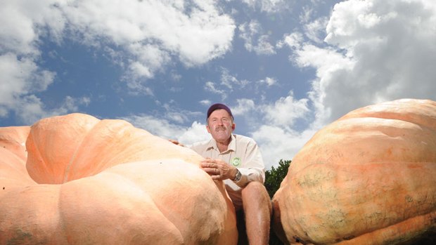 Brunswick Wholesale Plants owner John Mills with his Atlantic giant pumpkins which weigh up to 570kg.