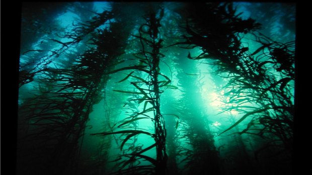 Giant kelp forests off Tasmania's east coast have been hard hit by warming waters.