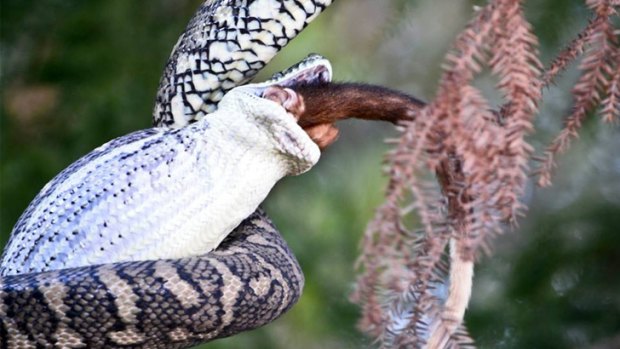 Open wide: A python makes a sizeable meal of a possum in North Lakes.