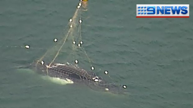A humpback whale is caught in shark nets off Noosa.