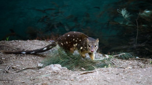 Spotted quolls are returning to the Jenolan Caves along with koalas, wallabies and a family of platypus that lives in the  Blue Lake.  The government has funded a new path - where this quoll was spotted - around the lake to protect the platypus. 