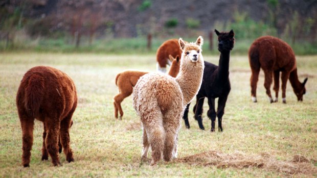 Both groups of murdered alpacas were shot with a small calibre gun, police say. (FILE PHOTO)