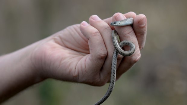 The striped legless lizard is a threatened species in Canberra's native grasslands.