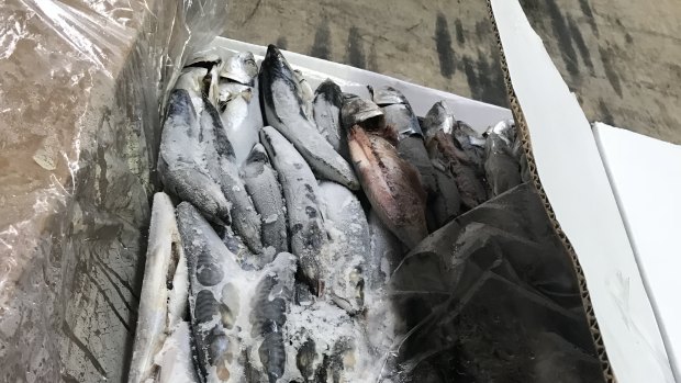 59 kilograms of cocaine has been seized by AFP officers, after it was discovered concealed in two shipping containers of frozen fish from Peru. 