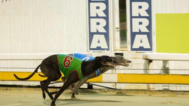 Greyhound racing is now illegal in Canberra. 
