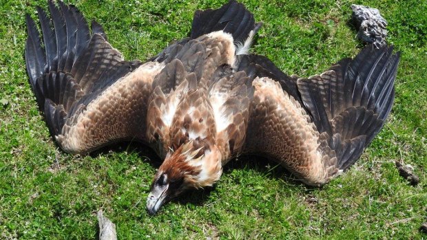 The body of an eagle found on a farm in Tubbut in far East Gippsland last month.