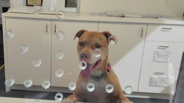 The dog was put to work at the station office until its owner arrived to collect it.