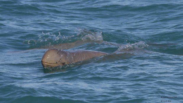 The Australian snubfin dolphin is an elusive, shy creature hard to track.