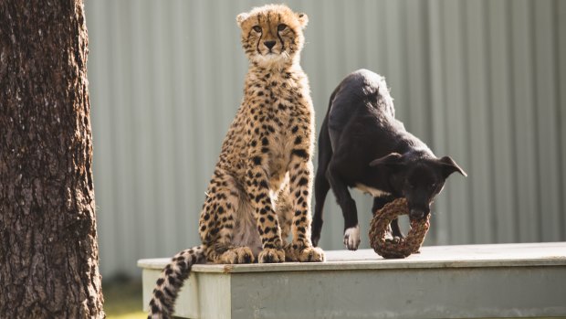 Solo and Zama's unlikely friendship initially turned some heads when they were unveiled at the Canberra Zoo earlier this year. 