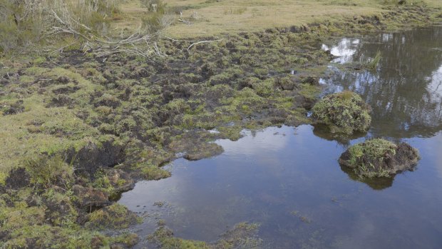 Damage to water courses from wild horse within the Kosciuszko National Park.