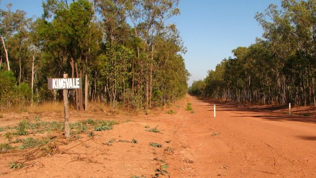 Forest at the Kingvale Station, where more than 1800 hectares is set to be cleared. Photo courtesy Australian Conservation Foundation.
