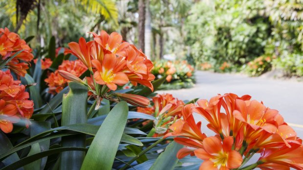 The sub-tropical species at the Royal Botanic Gardens in Sydney are struggling with the dry conditions, while elsewhere it's the heat that is the problem.