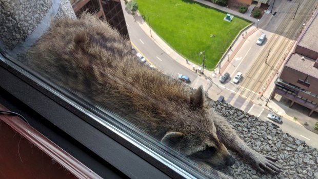 Raccoon on a ledge in St Paul, Minnesota.