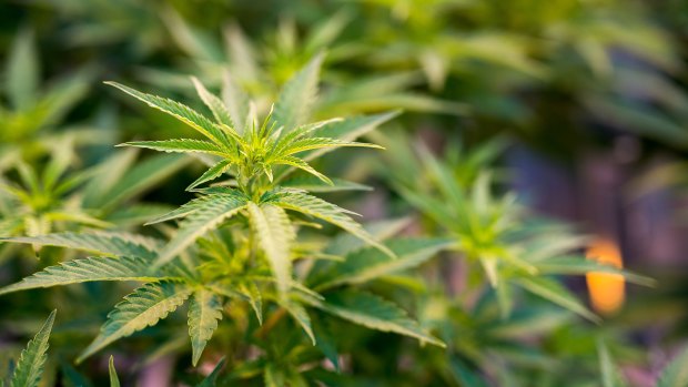 Cannabis plants grow in a greenhouse at the 7Acres facility in Tiverton, Ontario, Canada.