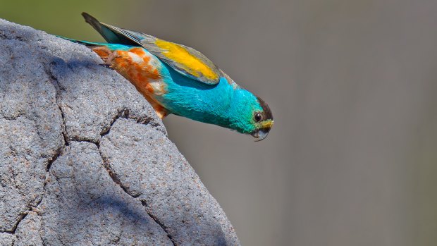 As few as 2000 of the alwal, or golden-shouldered parrot, remain in the wild.