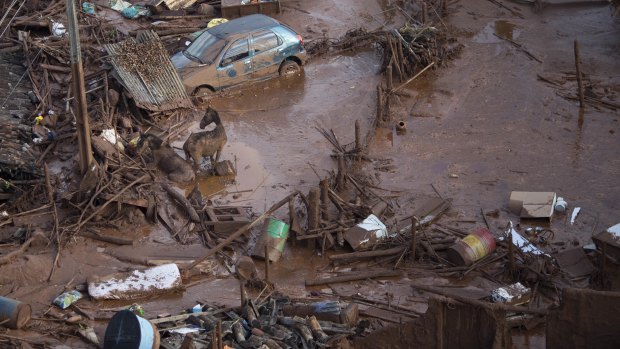 Horses struggle in the mud in the small town of Bento Rodrigues, Minas Gerais, Brazil after the Samarco dam burst on November 6, 2015. 