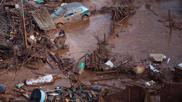 Horses struggle in the mud in the small town of Bento Rodrigues, Minas Gerais, Brazil after the Samarco dam burst on November 6, 2015. 