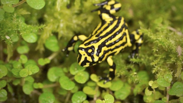 Less than 50 corroboree frogs remain in the wild.