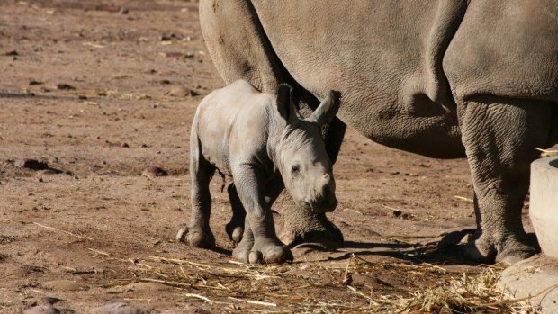 Cute alert! The white rhino calf born at Western Plains Zoo