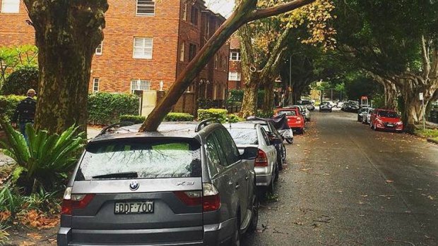 Wet weather and strong winds in Sydney. A fallen branch on a BMW in Rose Bay. 