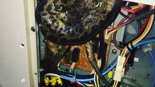 The snake was found in air conditioning unit in Sydney's inner-west. 