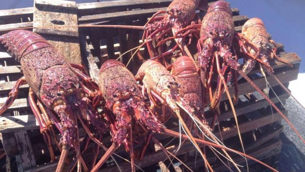 Recfishers can now catch crayfish all year round.