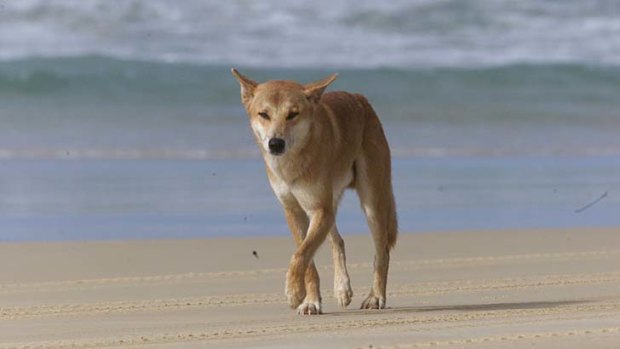 A dingo on the beach on Fraser Island.